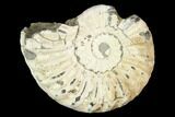 Ammonite (Pleuroceras) Fossil - Germany #125379-1